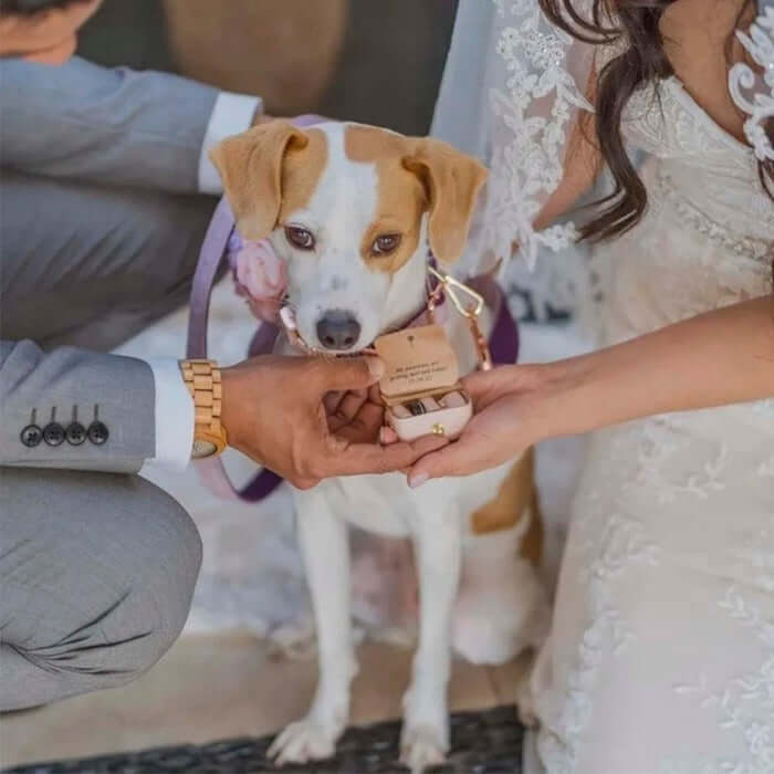 Chien portant les alliances de mariage dans une jolie boite personnalisée à accrocher à son collier
