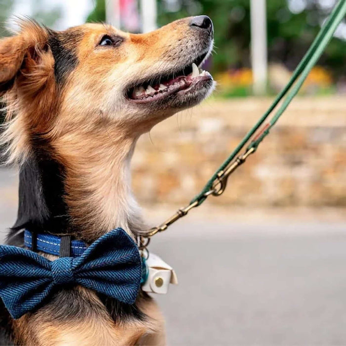 chien avec une boite a alilances de mariage